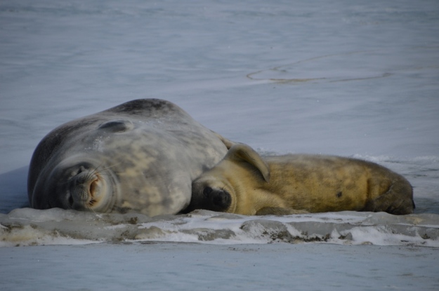 Weddell seal and pup, Long fiord 22 October